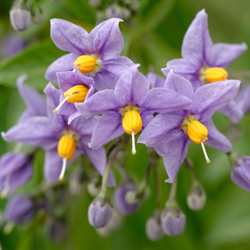 Solanum crispum Glasnevin - Nachtschade (Bloei)