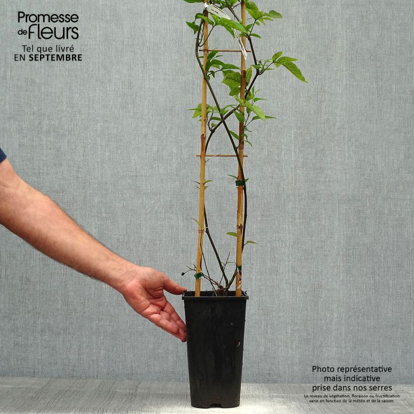 Exemplaar van Solanum jasminoides Blauw - Morelle faux-jasmin Pot van 2 l/3 l zoals geleverd in de herfst