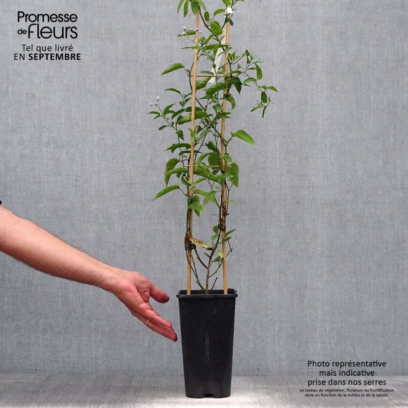 Exemplaar van Solanum jasminoides - Klimmende nachtschade Pot van 2 l/3 l zoals geleverd in de herfst