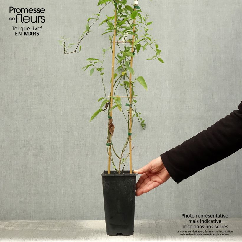 Example of Solanum jasminoides - Klimmende nachtschade Pot van 2 l/3 l as you get in printemps