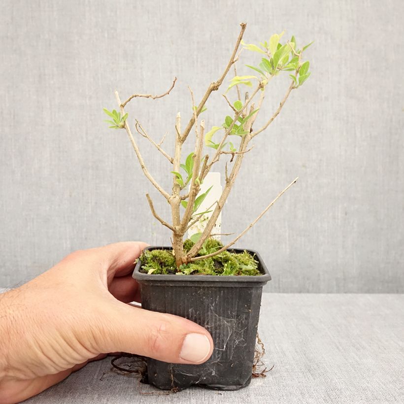 Exemplaar van Solanum rantonnetii - Blauwe aardappelstruik Kweekpotje van 8/9 cm zoals geleverd in de herfst