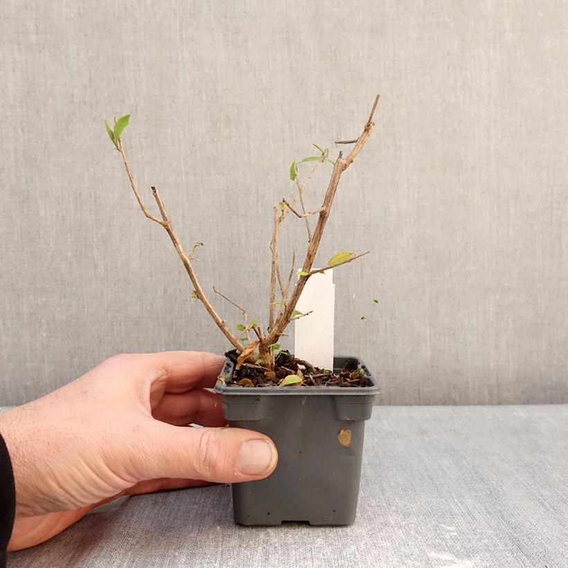 Exemplaar van Solanum rantonnetii - Blauwe aardappelstruik Kweekpotje van 8/9 cm zoals geleverd in de winter