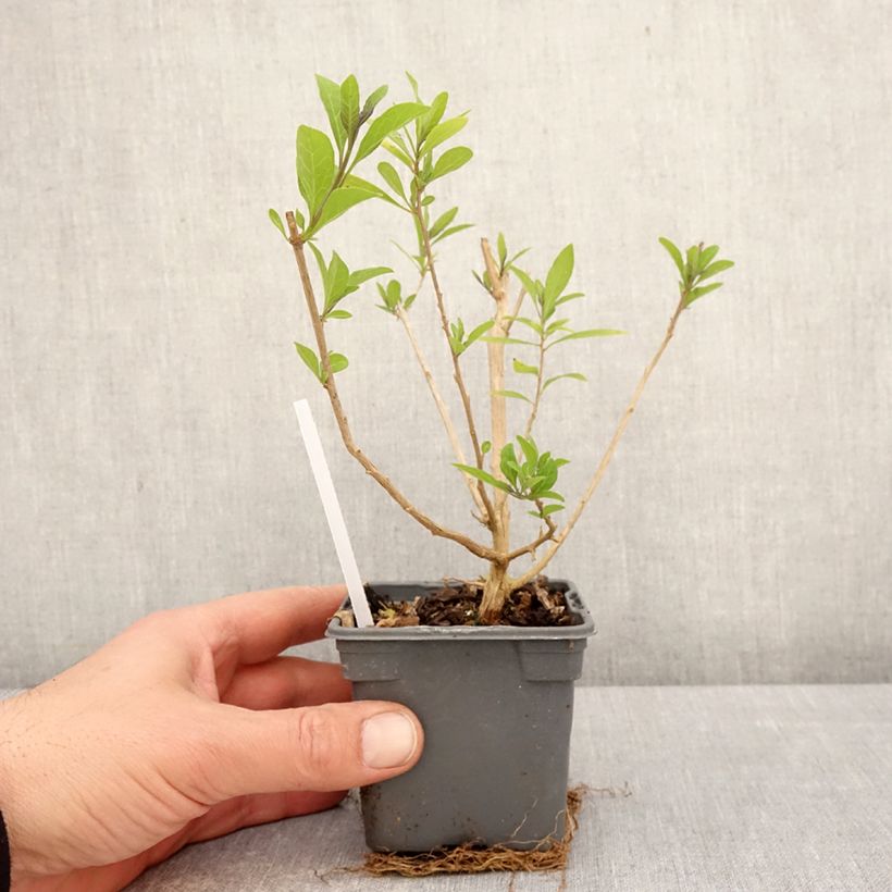 Exemplaar van Solanum rantonnetii - Blauwe aardappelstruik Kweekpotje van 8/9 cm zoals geleverd in de lente