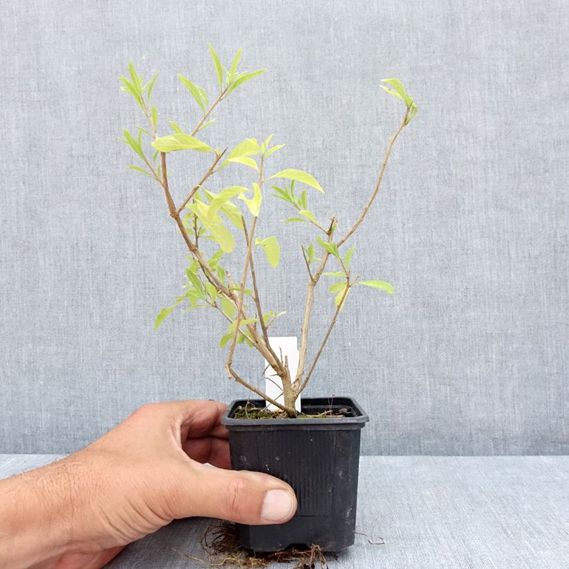 Exemplaar van Solanum rantonnetii - Blauwe aardappelstruik Kweekpotje van 8/9 cm zoals geleverd in de zomer