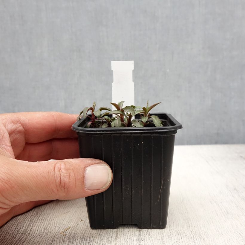 Exemplaar van Solidago caesia - Verge d'or bleuâtre Kweekpotje van 8/9 cm zoals geleverd in de lente