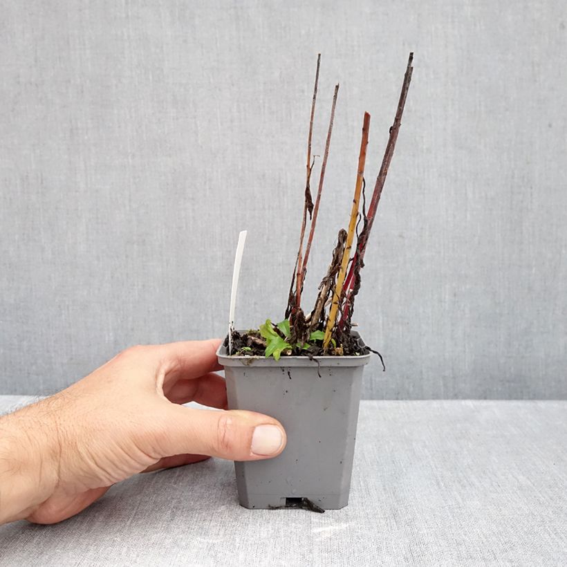Exemplaar van Solidago canadensis Golden Baby - Canadese guldenroede Kweekpotje van 8/9 cm zoals geleverd in de herfst