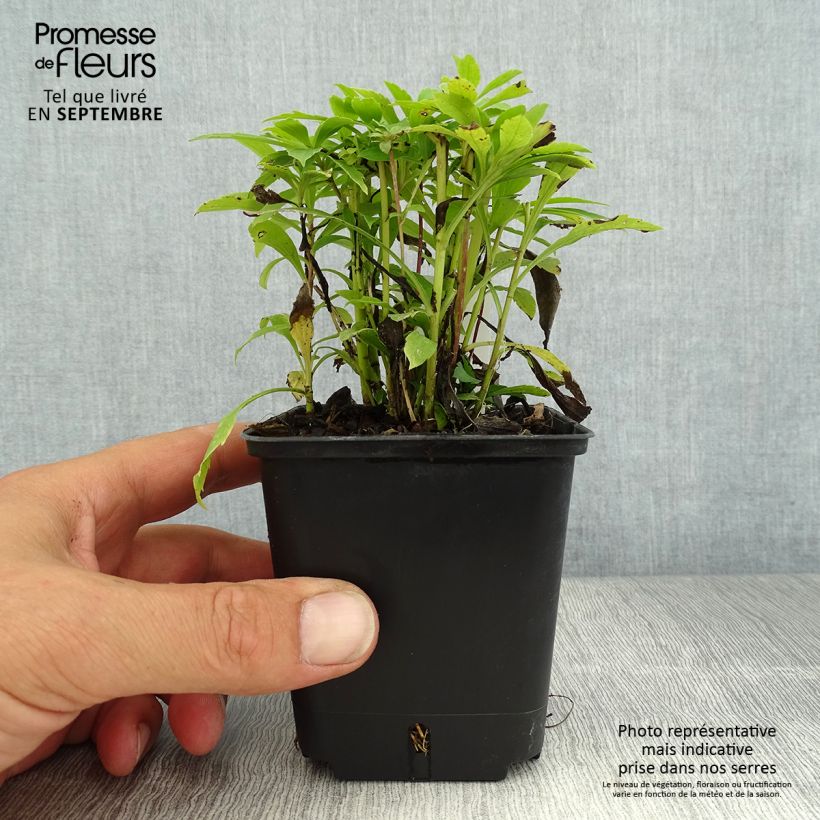 Exemplaar van Solidago canadensis Golden Baby - Canadese guldenroede Kweekpotje van 8/9 cm zoals geleverd in de zomer