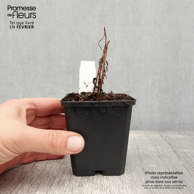 Exemplaar van Solidago canadensis Golden Baby - Verge d'or du Canada Godet de 8/9 cm zoals geleverd in de winter