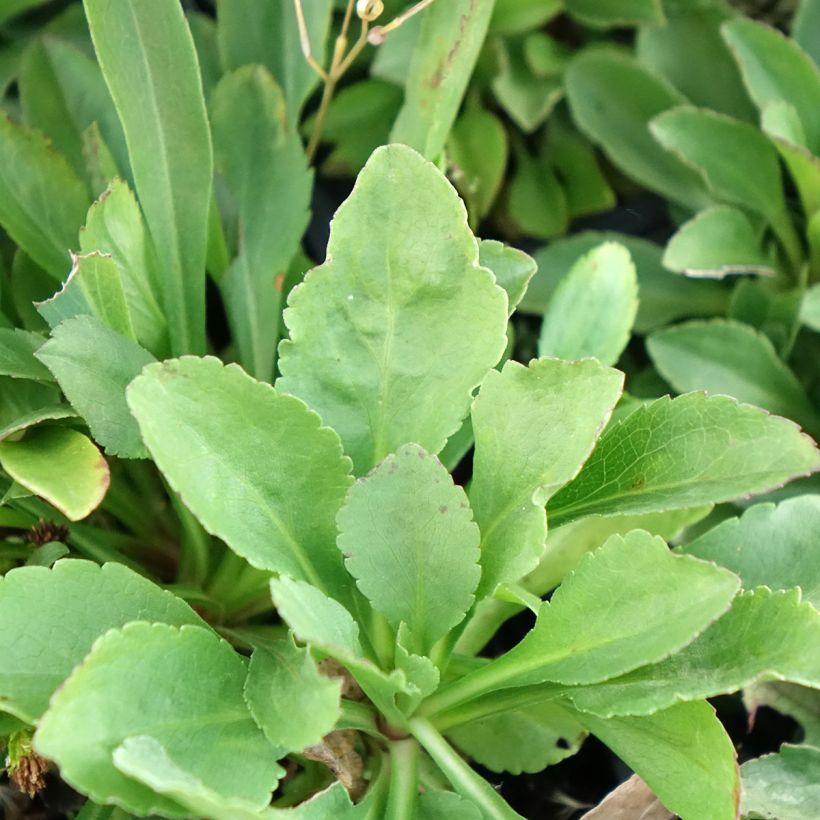 Solidago cutleri - Guldenroede (Blad)