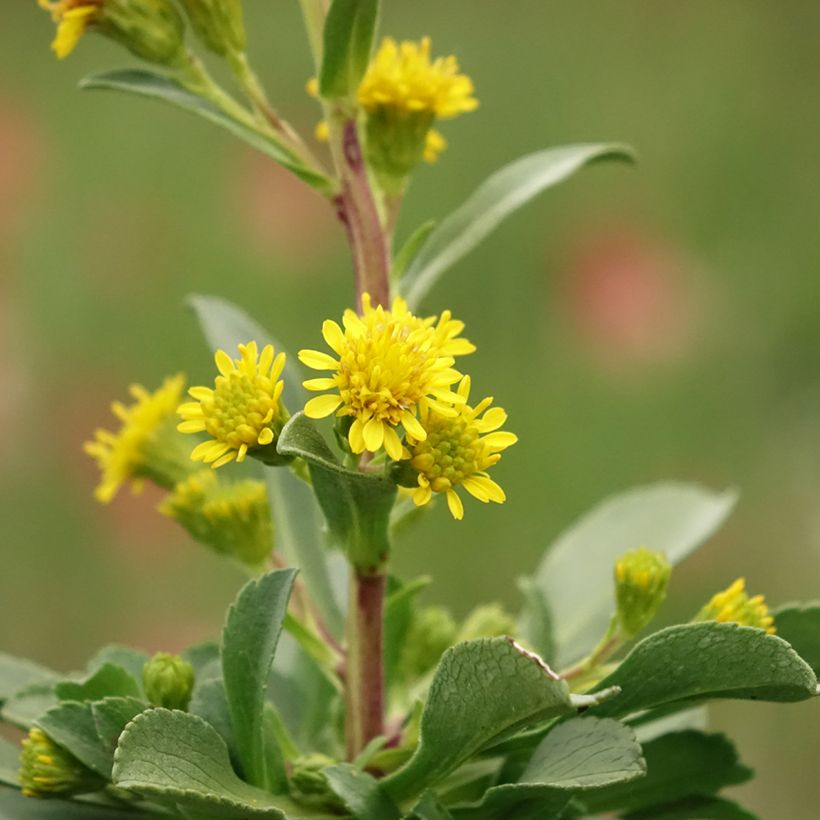 Solidago cutleri - Guldenroede (Bloei)