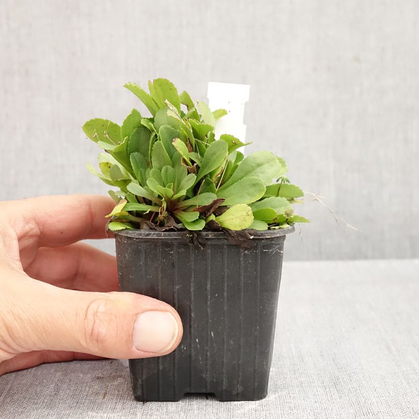 Exemplaar van Solidago cutleri - Guldenroede Kweekpotje van 8/9 cm zoals geleverd in de herfst