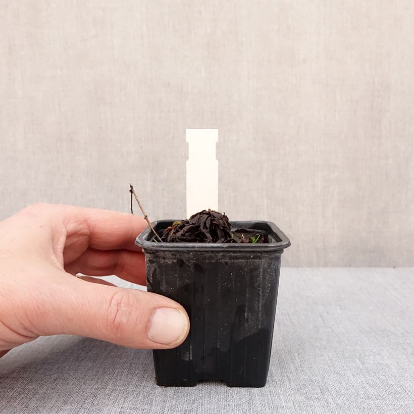 Exemplaar van Solidago cutleri - Verge d'or Godet de 8/9 cm zoals geleverd in de winter