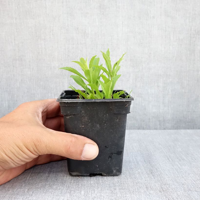 Exemplaar van Solidago canadensis Gold King - Canadese guldenroede Kweekpotje van 7/8 cm zoals geleverd in de zomer