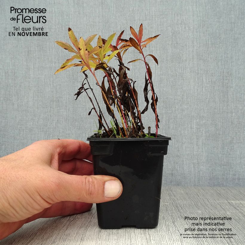 Exemplaar van Solidago canadensis Gold King - Canadese guldenroede Kweekpotje van 7/8 cm zoals geleverd in de herfst
