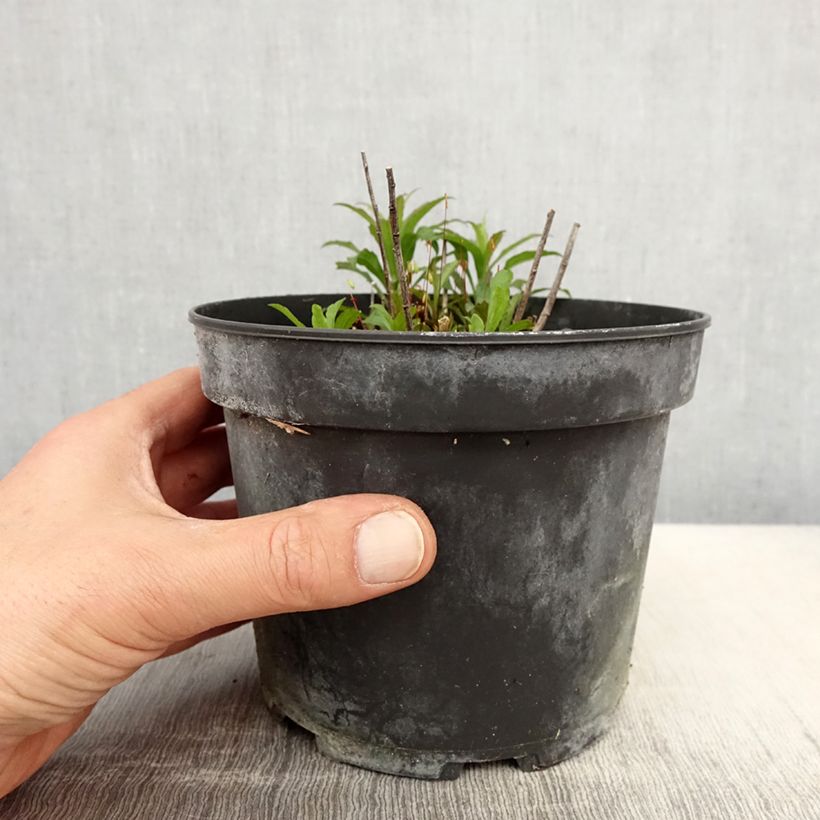 Exemplaar van Solidago canadensis Gold King - Canadese guldenroede Pot van 2 l/3 l zoals geleverd in de lente