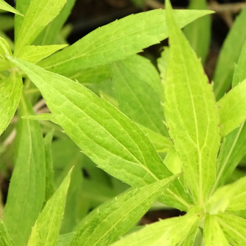Solidago Golden Mosa - Guldenroede (Blad)