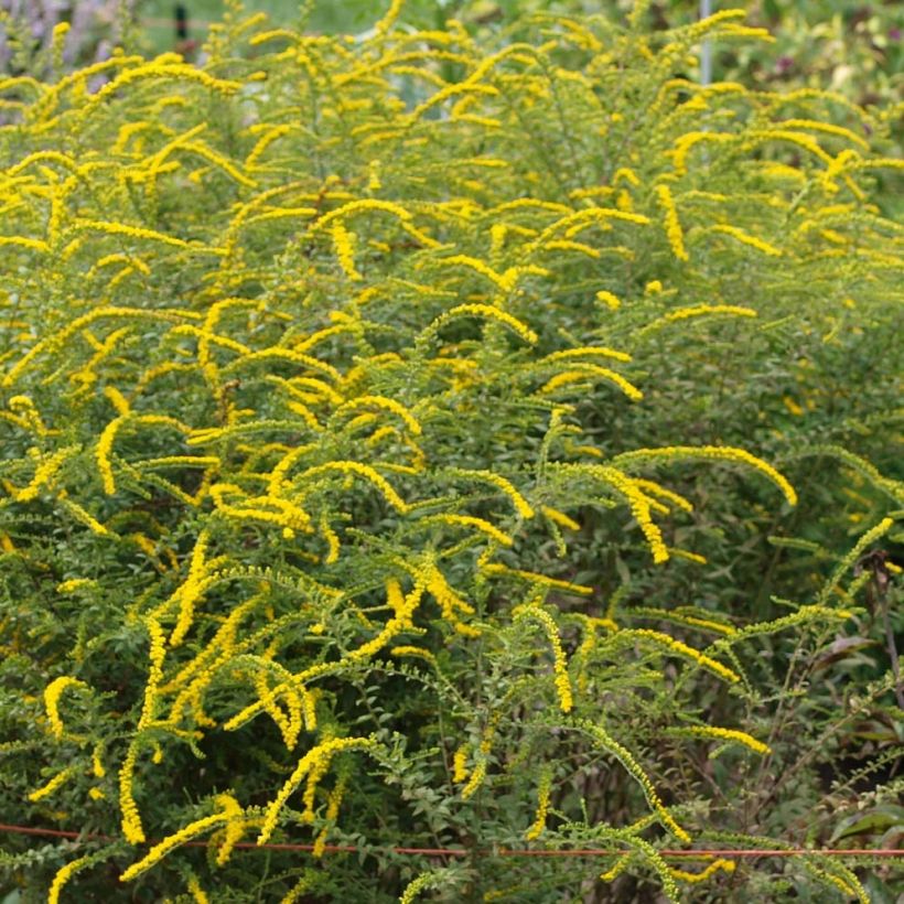 Solidago rugosa Fireworks - Guldenroede (Bloei)
