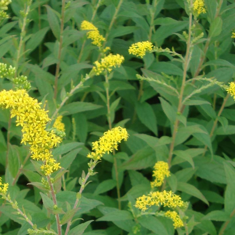 Solidago rugosa Fireworks - Guldenroede (Blad)