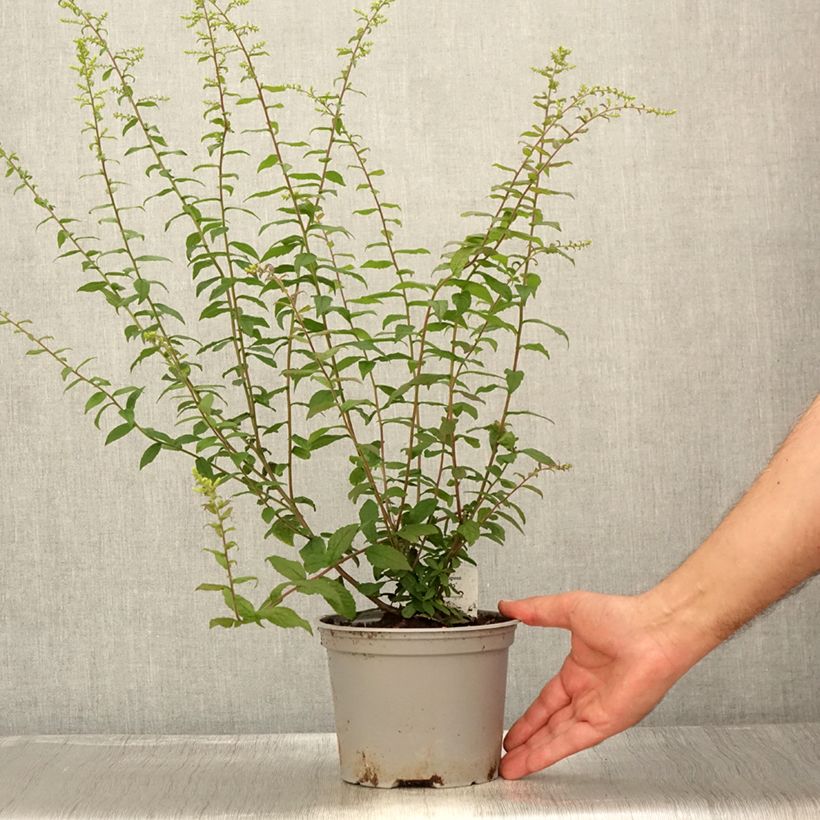 Exemplaar van Solidago rugosa Fireworks - Guldenroede Pot van 2 l/3 l zoals geleverd in de zomer
