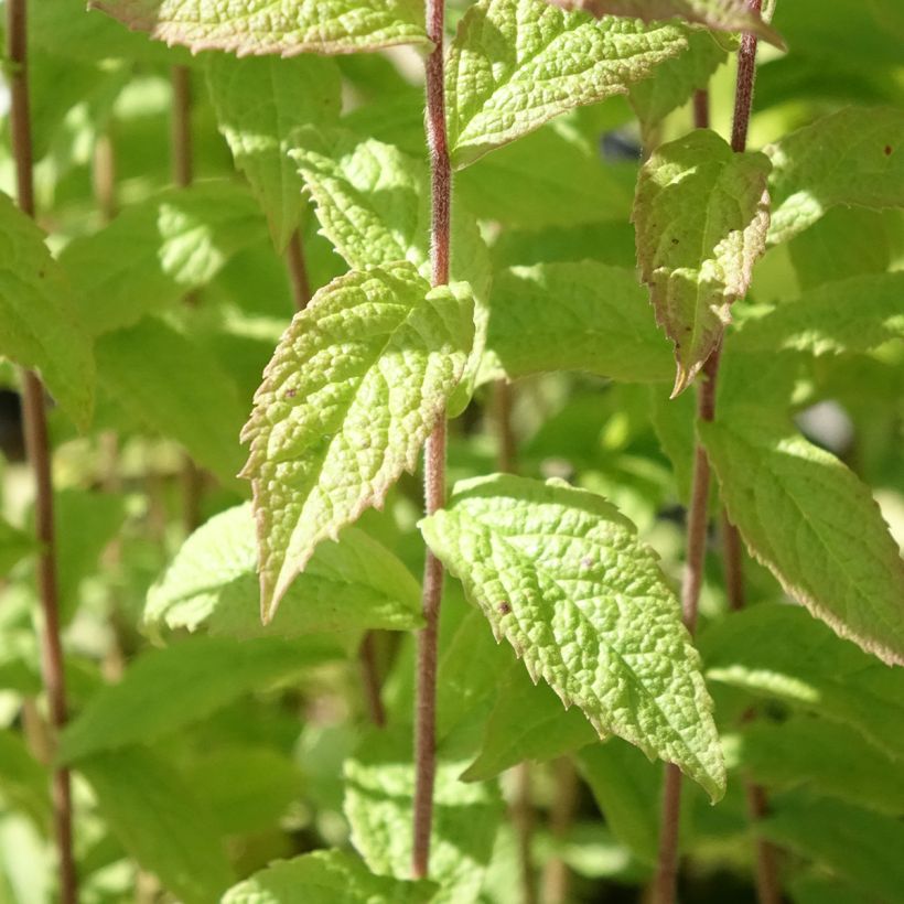 Solidago rugosa - Guldenroede (Blad)