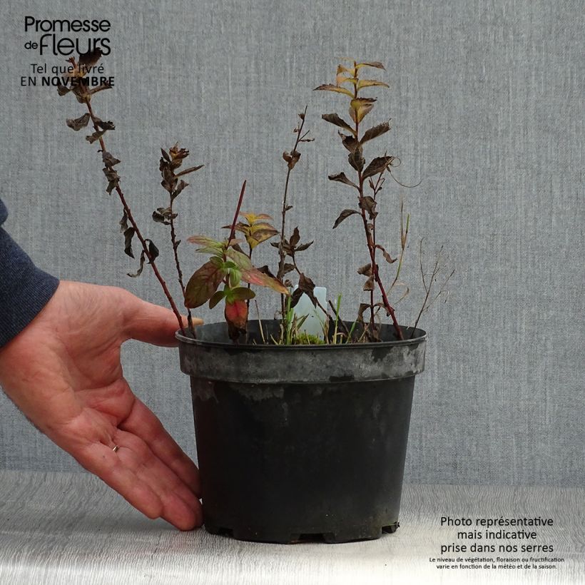 Exemplaar van Solidago rugosa - Guldenroede Pot van 2 l/3 l zoals geleverd in de herfst