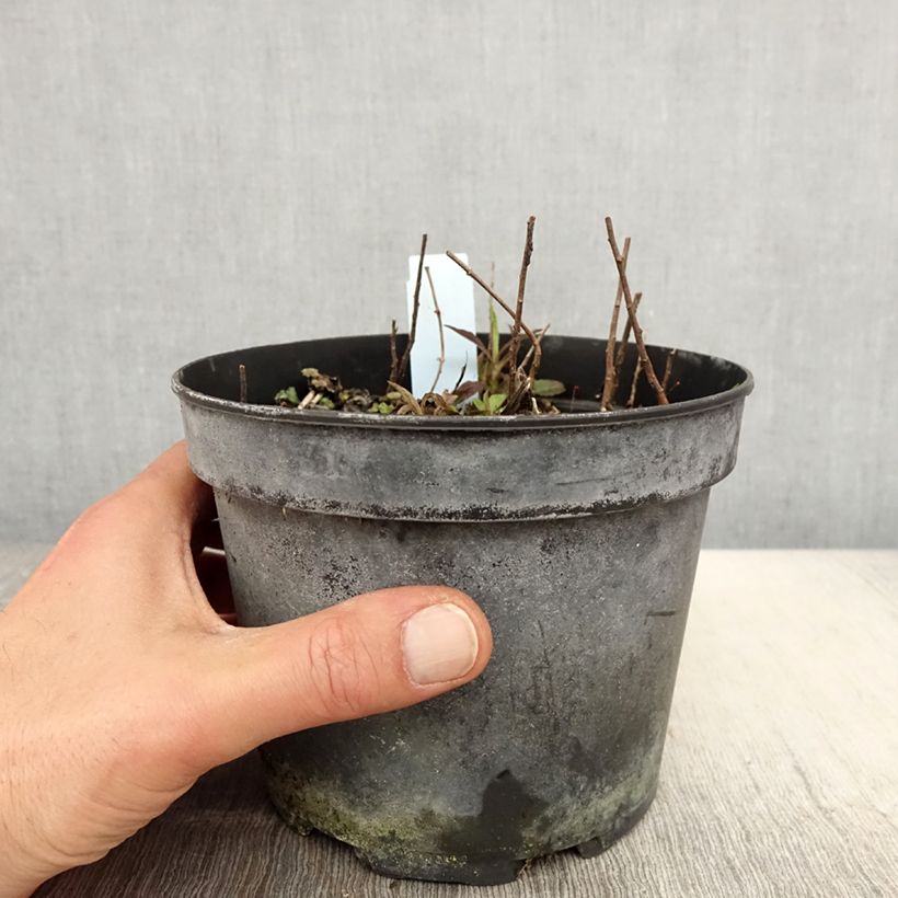 Exemplaar van Solidago rugosa - Guldenroede Pot van 2 l/3 l zoals geleverd in de lente