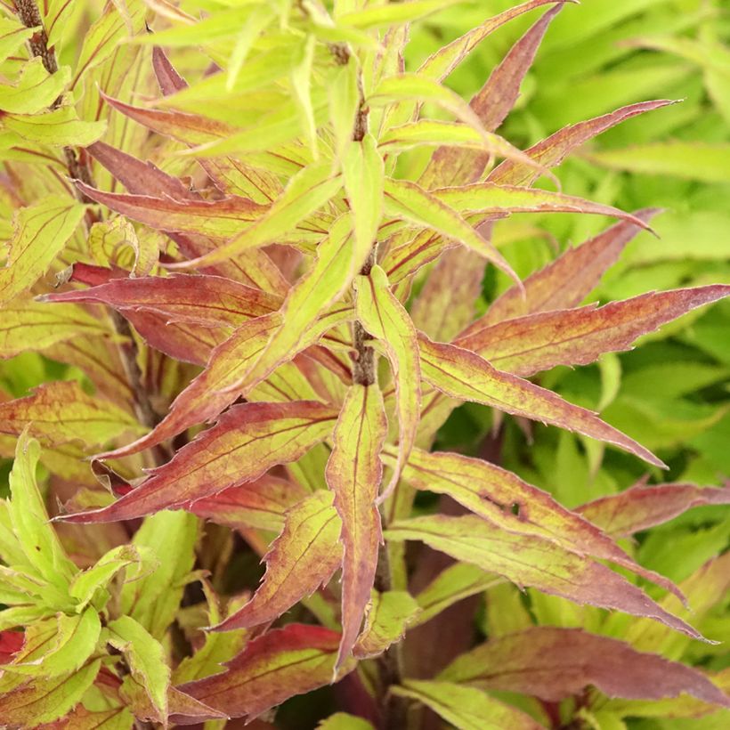 Solidago Spatgold - Guldenroede (Blad)