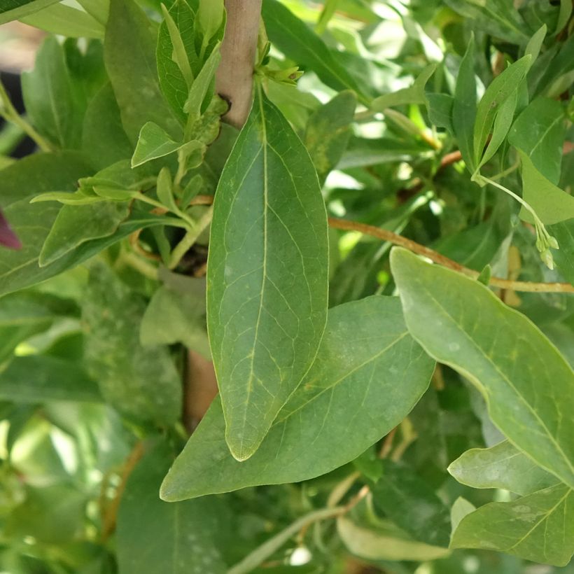 Sollya heterophylla Alba (Blad)