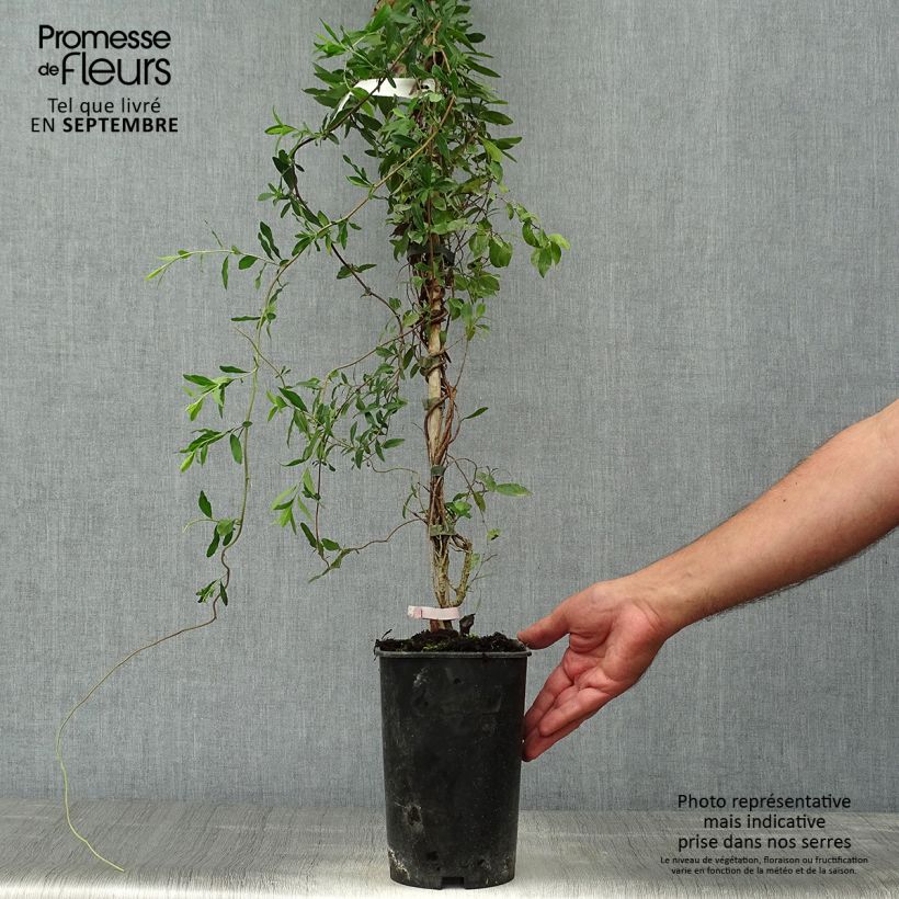 Exemplaar van Sollya heterophylla Rosea Pot van 3 l/4 l zoals geleverd in de herfst
