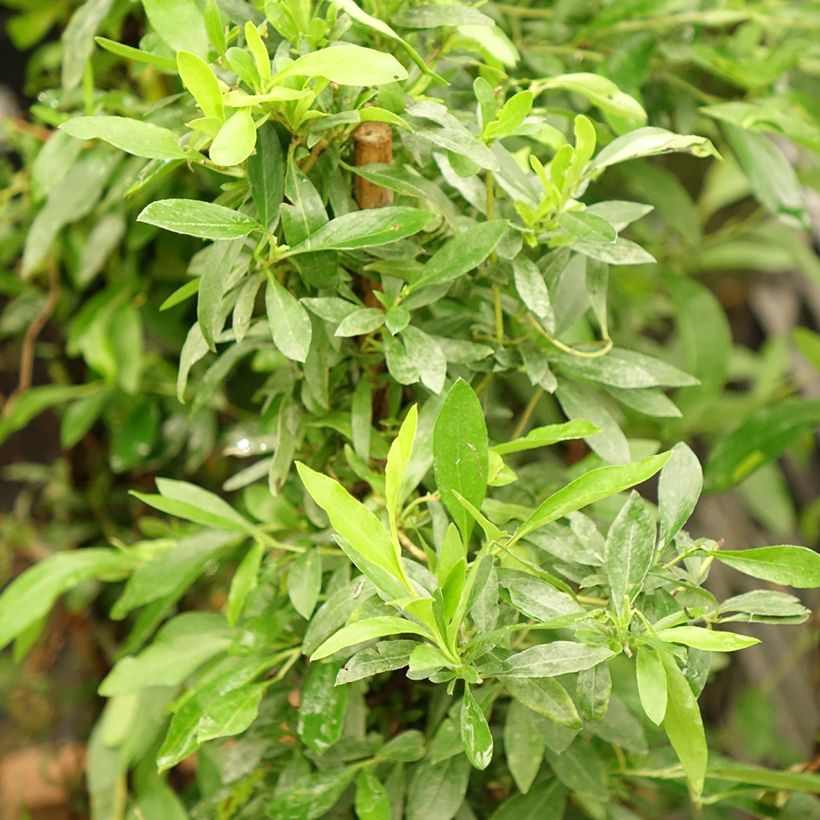 Sollya heterophylla Rosea (Blad)