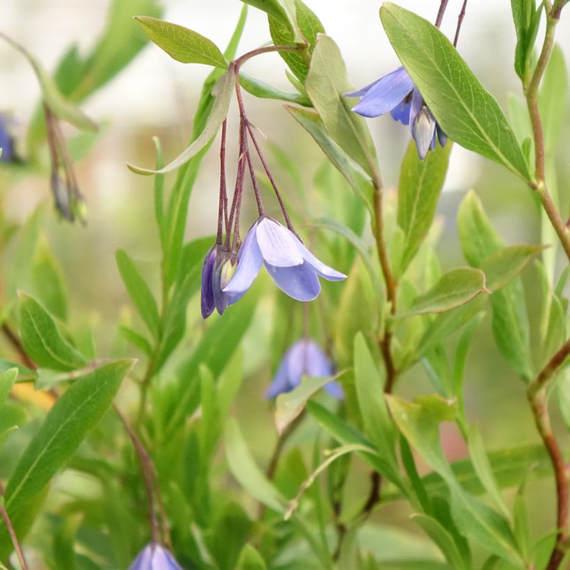 Sollya heterophylla Rosea (Bloei)