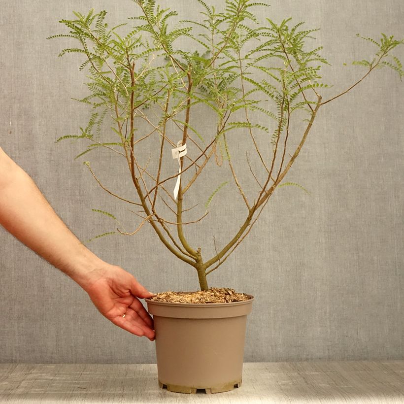 Example of Sophora microphylla Dragons Gold - Honingboom Pot van 4 l/5 l as you get in printemps