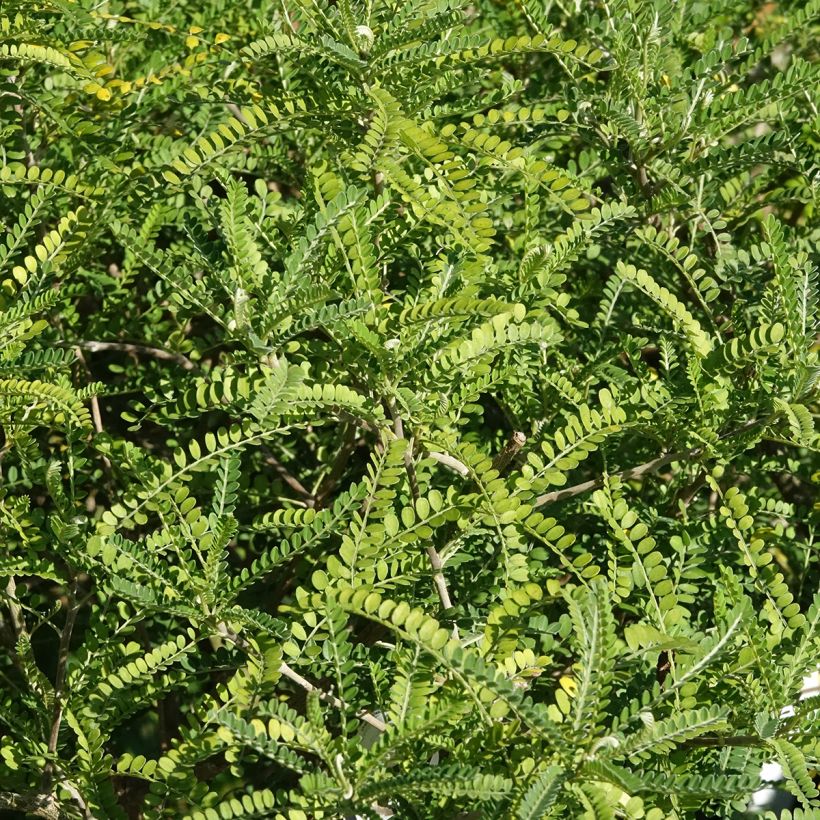Sophora microphylla Dragons Gold - Honingboom (Blad)