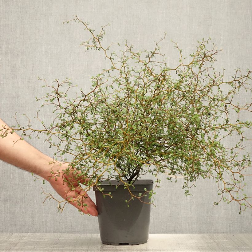 Exemplaar van Sophora prostrata Little Baby - Dwerghoningboom Pot van 3 l/4 l zoals geleverd in de zomer