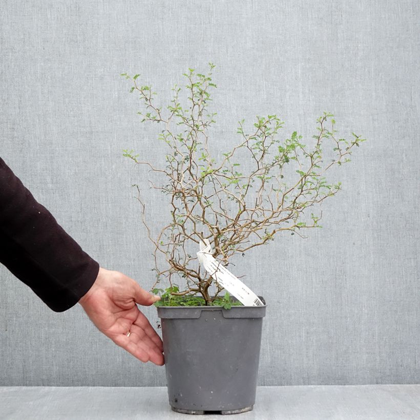 Exemplaar van Sophora prostrata Little Baby - Dwerghoningboom Pot van 3 l/4 l zoals geleverd in de herfst