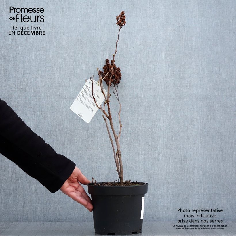 Exemplaar van Sorbaria sorbifolia - Lijsterbesspirea Pot van 2 l/3 l zoals geleverd in de herfst