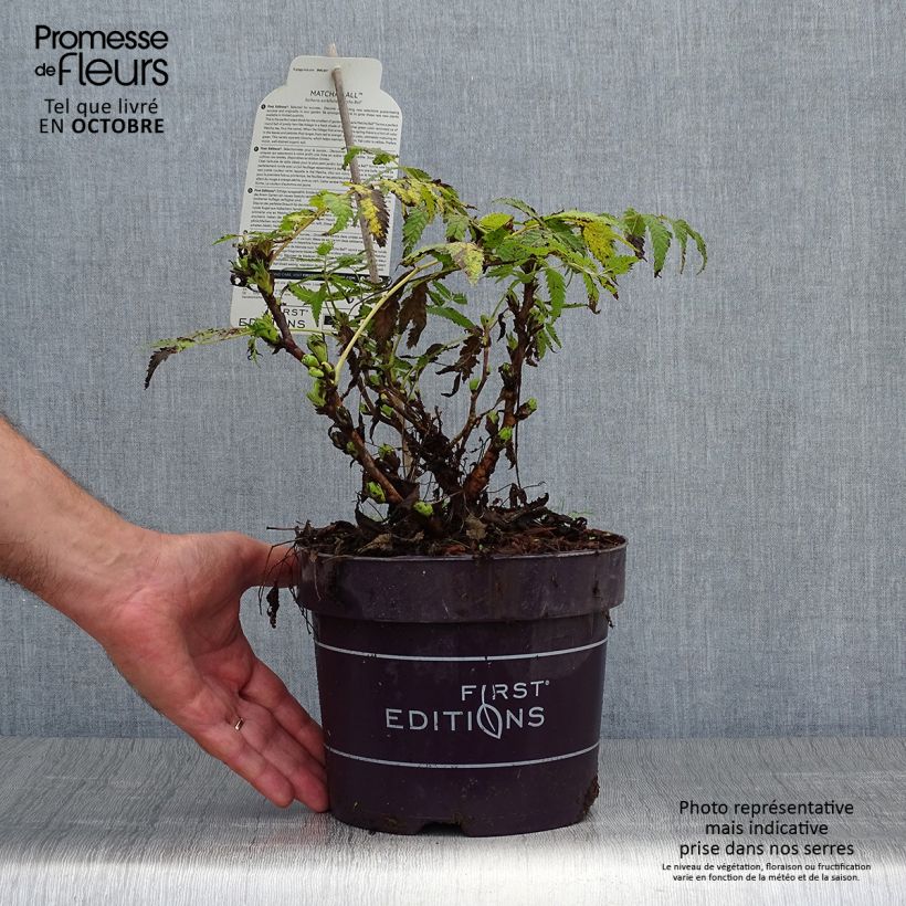 Exemplaar van Sorbaria sorbifolia Matcha Ball - Lijsterbesspirea Pot van 2 l/3 l zoals geleverd in de herfst