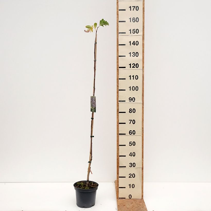 Exemplaar van Sorbus Black Ruby - Lijsterbes Pot van 4 l/5 l zoals geleverd in de herfst