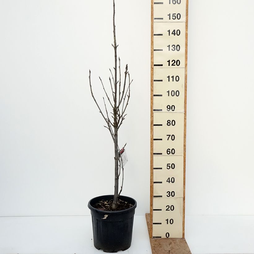 Exemplaar van Sorbus aucuparia Fastigiata - Wilde lijsterbes Pot van 20 l/25 l zoals geleverd in de winter