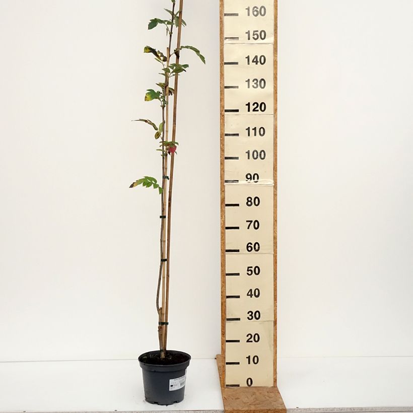 Exemplaar van Sorbus Alaja Krupnaja - Wilde lijsterbes Pot van 4 l/5 l zoals geleverd in de herfst