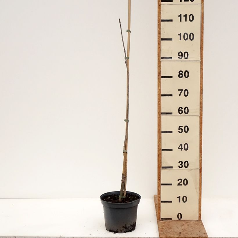 Exemplaar van Sorbus Alaja Krupnaja - Wilde lijsterbes Pot van 4 l/5 l zoals geleverd in de winter