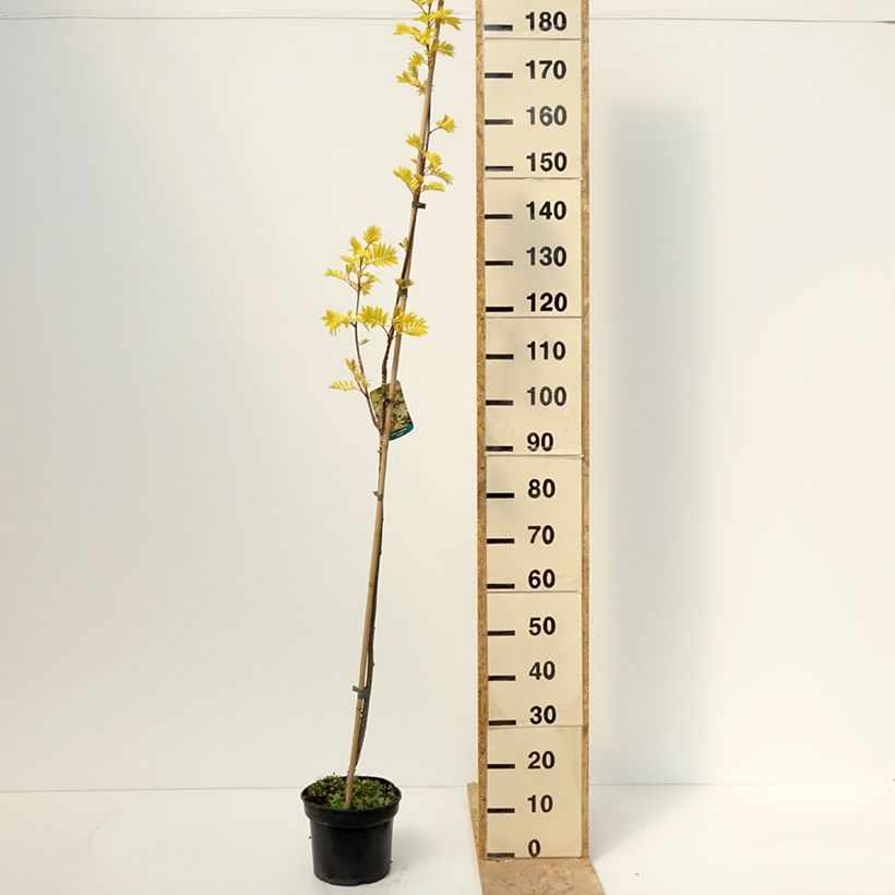 Exemplaar van Sorbus aucuparia Dirkenii - Wilde lijsterbes Pot van 4 l/5 l zoals geleverd in de lente