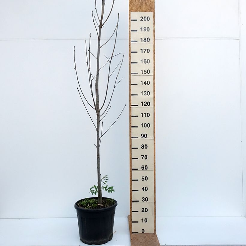 Exemplaar van Sorbus aucuparia Fingerprint - Wilde lijsterbes Pot van 30L/35L zoals geleverd in de herfst