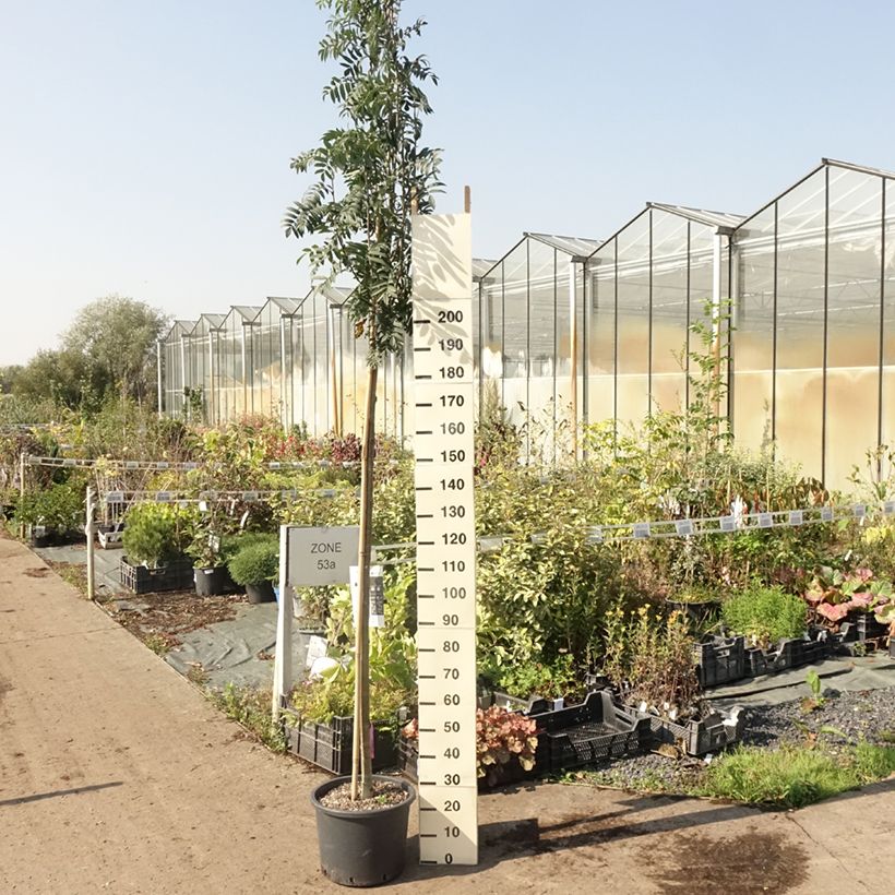 Exemplaar van Sorbus aucuparia Wettra - Wilde lijsterbes Pot van 20 l/25 l zoals geleverd in de zomer