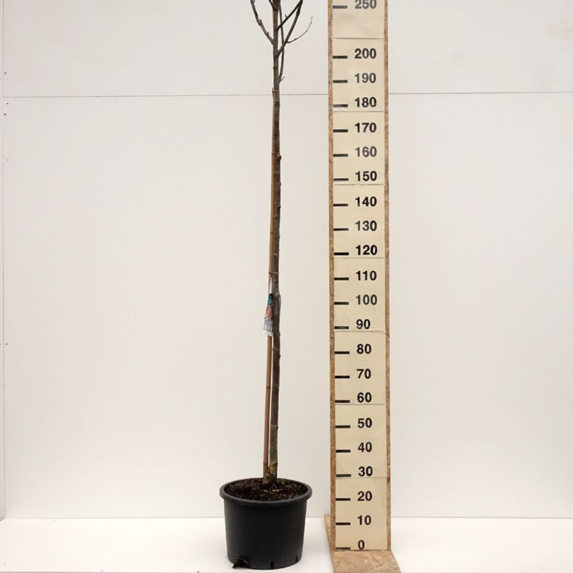 Example of Sorbus aucuparia Wettra - Wilde lijsterbes Pot van 20 l/25 l as you get in hiver
