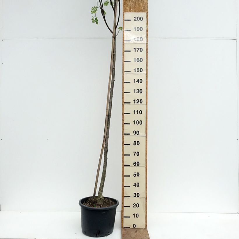 Exemplaar van Sorbus aucuparia Wettra - Wilde lijsterbes Pot van 20 l/25 l zoals geleverd in de lente