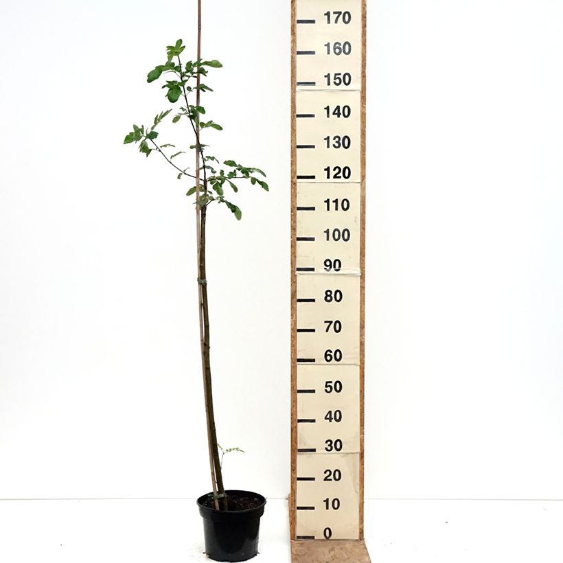 Exemplaar van Likerovyj jarab - Sorbier Pot van 4 l/5 l zoals geleverd in de lente