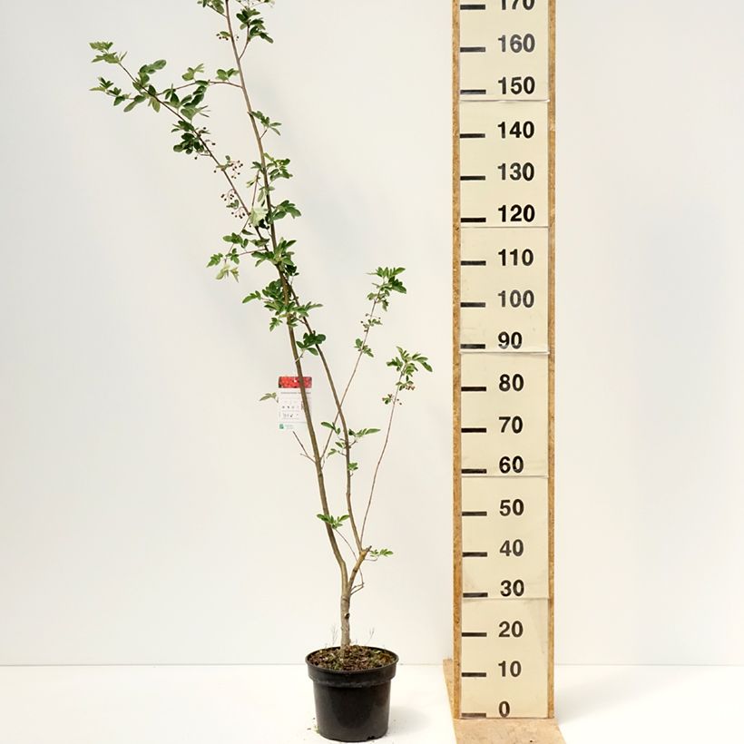 Exemplaar van Sorbocotoneaster pozdnjakovii Pot van 4 l/5 l zoals geleverd in de lente