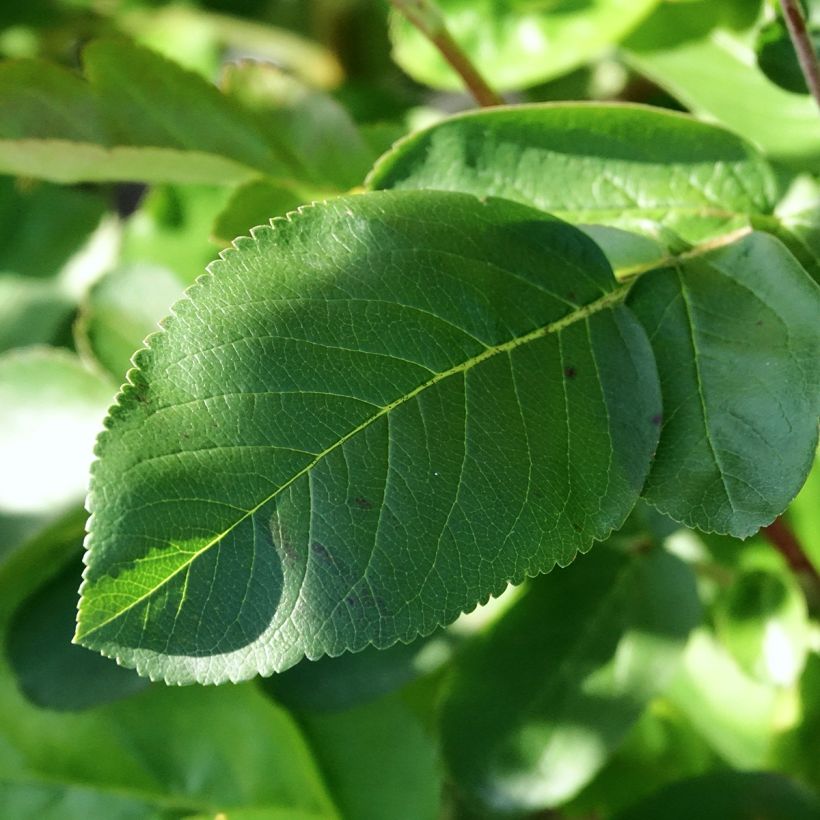 Sorbus Burka - Sorbier (Blad)