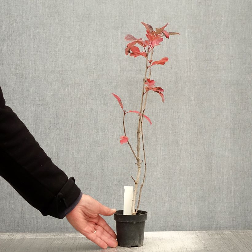 Exemplaar van Sorbus Burka - Sorbier Kweekpotje van 8/9 cm zoals geleverd in de herfst
